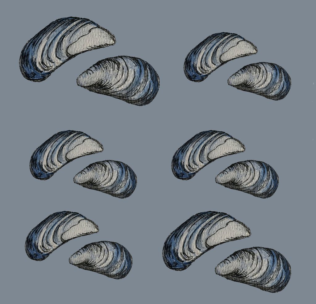 Mussels Wallpaper